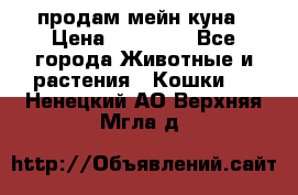 продам мейн куна › Цена ­ 15 000 - Все города Животные и растения » Кошки   . Ненецкий АО,Верхняя Мгла д.